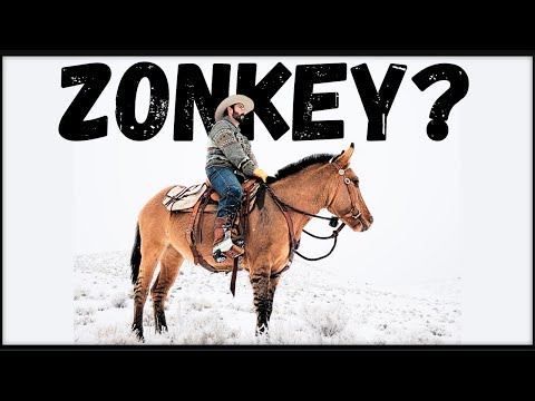 A Rare and Controversial Equine (Introducing Reata)