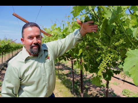 Shoot Thinning Table Grapes in the Spring