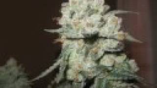 Free the Marijuana - Barrington Levy & Jah Thomas Mix