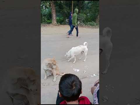 feeding food to dog 🥺#dialyvlogs #familyvlog #vlog #dog #poor