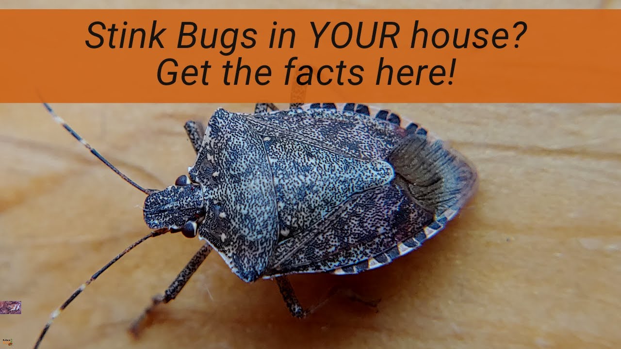 Why are there stink bugs in my house in winter? EN General
