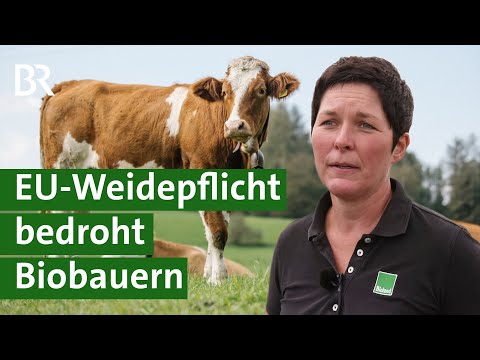 EU-Kommission besteht auf Weidepflicht - für Biobetriebe oft schwer umsetzbar | Unser Land | BR