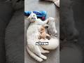 This Cat Adopts A Stray Kitten As Her Own ️