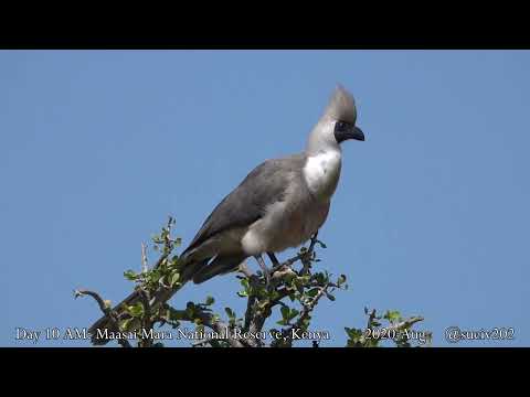 bare-faced go-away-bird in a tree