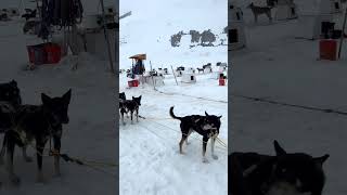 Would You Pay This Much? #cruise #shorts #eatsleepcruise