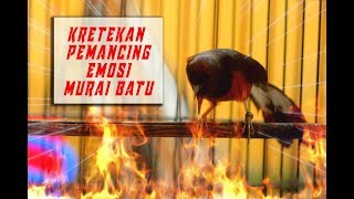 Download lagu Kretekan dan Suara Awalan MURAI BATU F3 untuk memancing emosi mp3 Download lagu Kretekan dan Suara Awalan MURAI BATU F3 untuk memancing emosi mp3