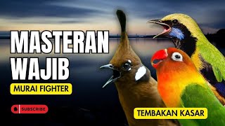 Download lagu Masteran Wajib Murai Fighter Full Tembakan #masteranmuraibatu #masteranmuraifullisian mp3