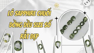 Lô Sapphire chuối đồng đều size số rất đẹp