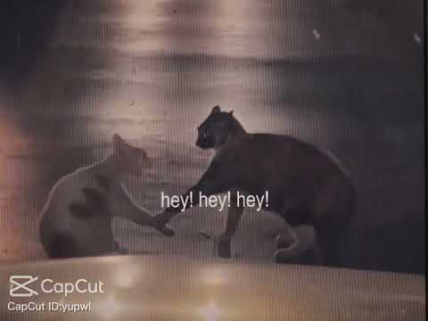 #music #edit #cat 