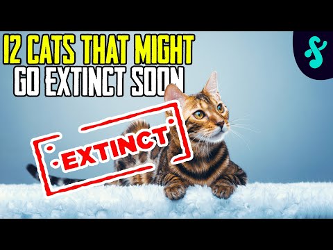 😿💔Endangered Species of Cats | They might go EXTINCT very soon | Furry Feline Facts