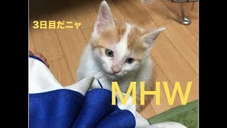 【MHW実況】今日の独（ひと）狩り　４日目