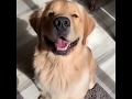 Petllery Cute Baby Dogs Video Compilation Of Why Dogs Are The Cutest Animals Ever