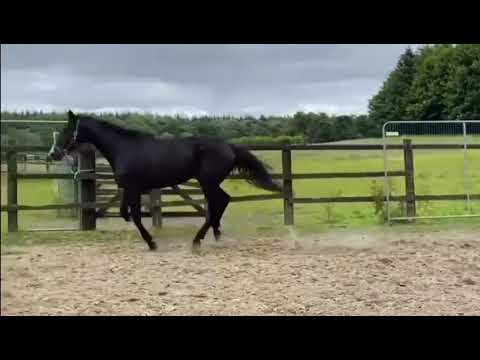 4 Year old Mare - Sligo Candy Boy x Padinus - Image 2