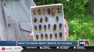 What to know about Brood XIV Cicadas