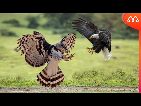 HARPIA vs BALD EAGLE: WHO WINS THIS BATTLE? Harpy Eagle vs Bald Eagle Fight