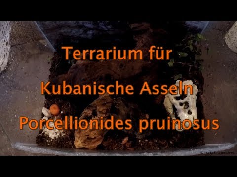 Terrarium für Kubanische Asseln