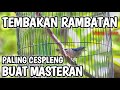 RAMBATAN PARUH MERAH GACOR TEMBAKAN RAPAT PALING CESPLENG BUAT MASTERAN MURAI BATU KACER CUCAK IJO