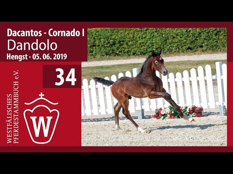 34 Dandolo Hengst v. Dacantus - Cornado I