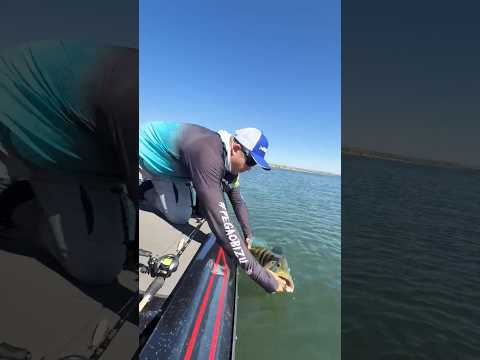 São Simao- GO. Que peixe quadrado! Azulão de respeito.