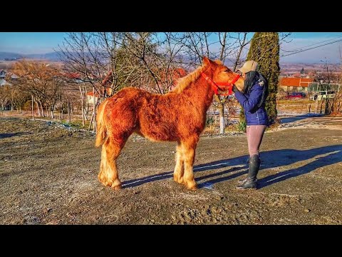 Prezentarea cailor lui Zsolt TORMA alaturi de domnul Dr.Csaba MATE @PromovariCaiRomaniaNou 2024