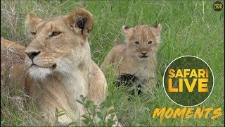 First Sighting: Oloololo Lion Cubs in the Mara