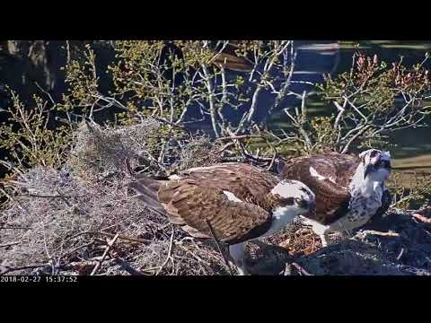 Breeding Season Preparations On Savannah Osprey Cam – Feb 27, 2018