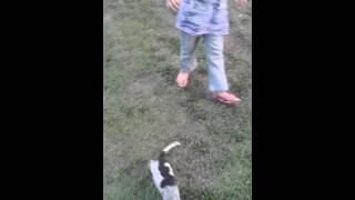 Smoky river blueticks