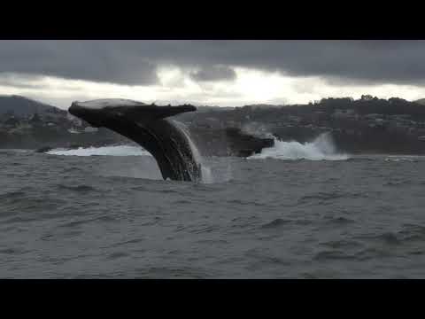 Sapphire Coastal Adventures, Merimbula Marina 2020 Whale Season
