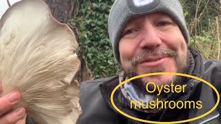 Foraging For Mushrooms - The Oyster Mushroom
