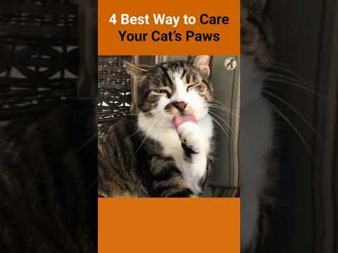 4 Best Way to Care Your Cat's Paws Cats