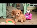 Maltipoo dogs for sale: Pumpkin - Video 1