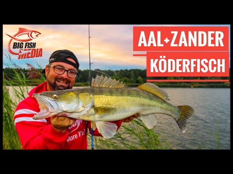 Mit Köderfisch auf Aal und Zander - Christian trifft den Profi