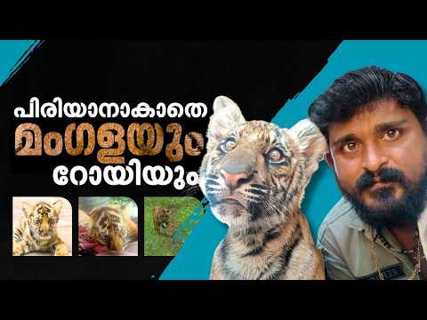 തേക്കടിയിലേത് മനുഷ്യ-വന്യജീവി ആത്മബന്ധത്തിന്റെ അപൂർവ അധ്യായം; പിരിയാനാകാതെ 'മംഗള'യും റോയിയും | Tiger