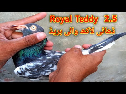 , title : 'Awesome Quality Of Royal Teddy Pigeons || Pigeons Gallery ||'