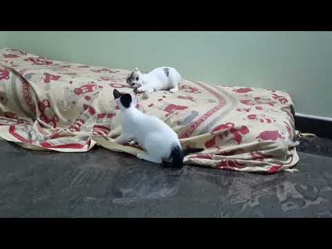 Billi ke bacche ek dusre Ke sath khelte hain #fight# cat#  cute #funny #catvideos