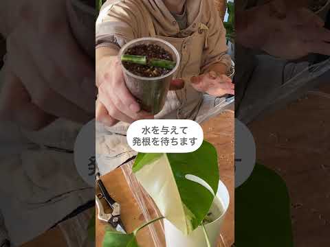 園芸 中級イソギンチャク