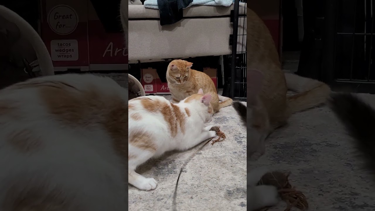 Enlarge Chichi, a ADOPTABLE mixed breed in San Jose, CA video 6/6