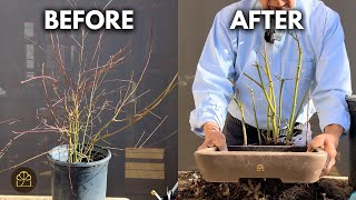 Bonsai Techniques for Beginners: Making a Japanese Maple Bonsai Grove