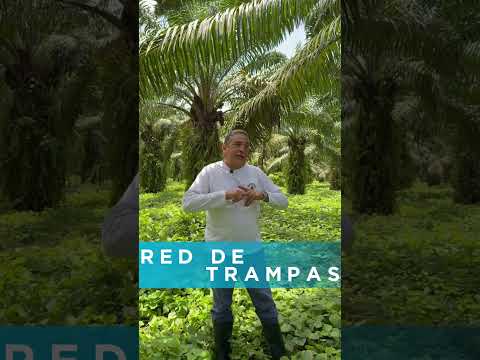 | CENIPALMA