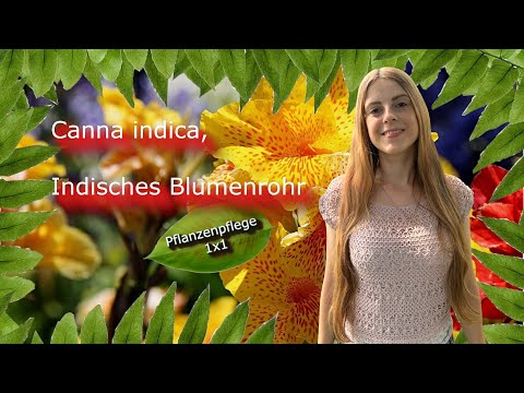 Indian flower shot | Canna indica | Plant care 1x1