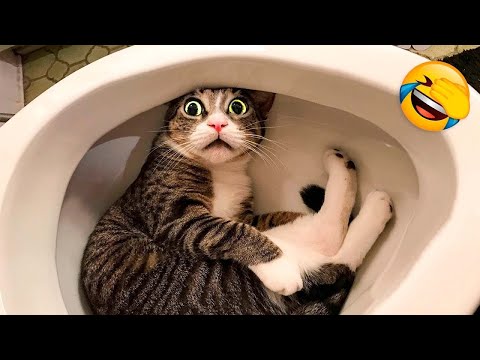 Los Mejores Videos de Gatos Chistosos 2023 #485 