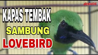 Download lagu CUCAK IJO BONGKAR ISIAN KAPAS TEMBAK SAMBUNG LOVEBIRD mp3