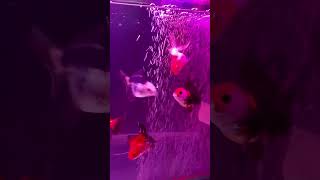 Download lagu CIMOY MEMBARA BARA mp3