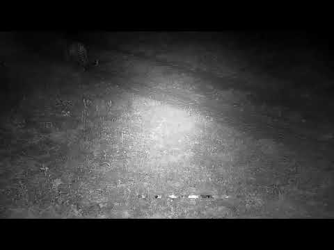 Djuma: Leopard-Molwati male quietly walking by cam tree towards the lodge - 01:38 - 06/14/2022