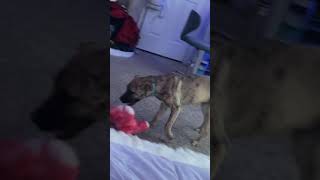 Presa Canario Puppies Videos