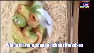 Download lagu Penemuan Anak Naga Di China mp3 Download lagu Penemuan Anak Naga Di China mp3