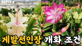 게발선인장 꽃이 안핀다면 