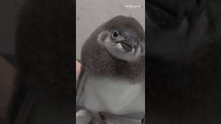 ペンギンの赤ちゃん・だんごのごはんタイムに潜入！　#shorts