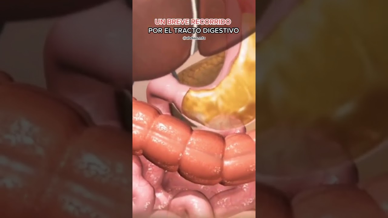 ASÍ SE VE LA DIGESTIÓN DE LOS ALIMENTOS