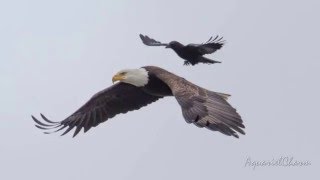 Crow Takes A Ride On The Back Of A Bald Eagle